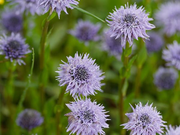 <h3><a href="/trips/ebro/biota/plantae/tracheophyta/magnoliopsida/lamiales/plantaginaceae/globularia vulgaris/globularia vulgaris-nl.html">Globularia&nbsp;vulgaris</a> /  / </h3>OM-1 Mark II met OLYMPUS M.300mm F4.0, 1/2000 sec  bij F4.0, ISO 6400, afstand 2.36&nbsp;m